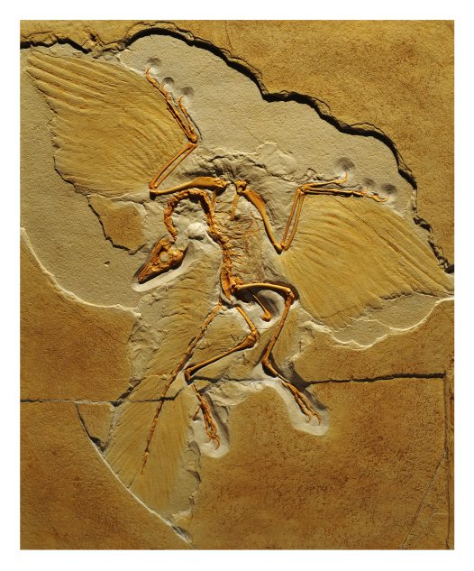 a-new-specimen-of-archaeopteryx-is-discovered-and-the-miraculous