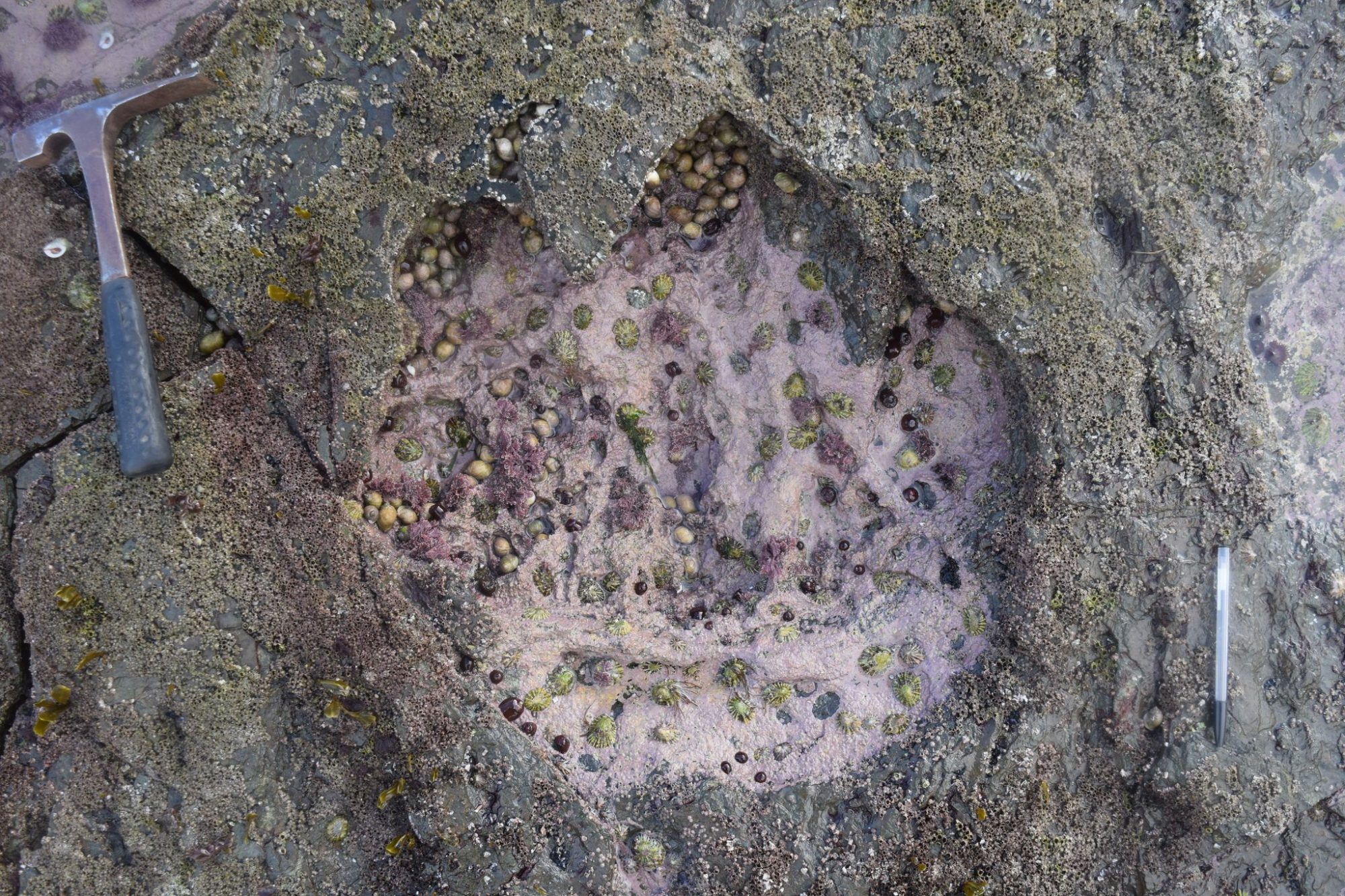 sauropod footprint