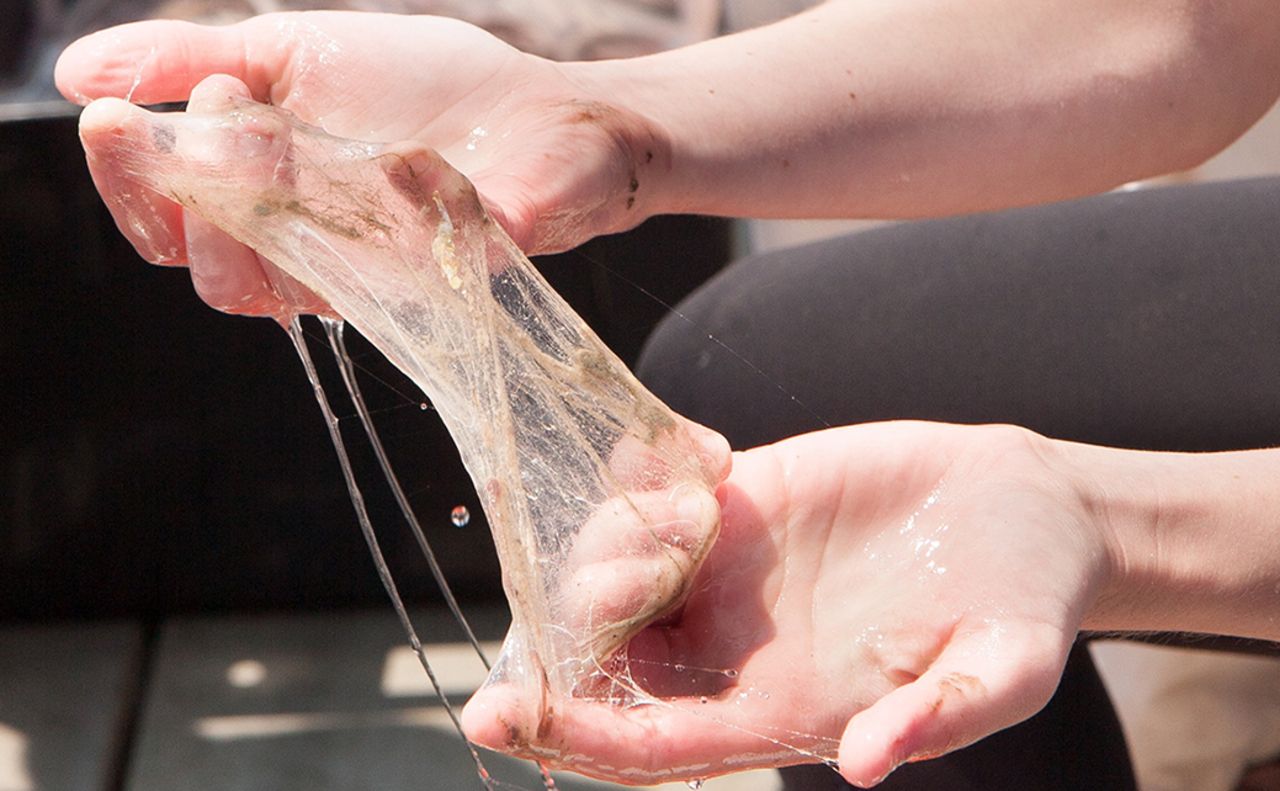 Hagfish Slime (Credit: The Journal of Experimental Biology) .