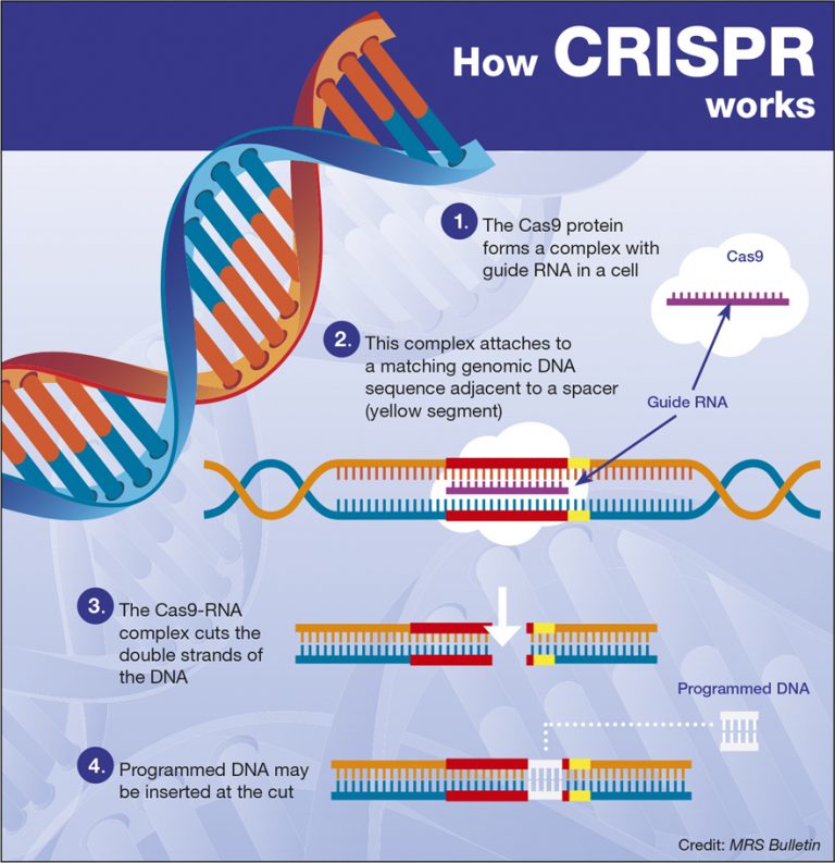 in-a-revolutionary-experiment-scientists-are-using-the-gene-editing