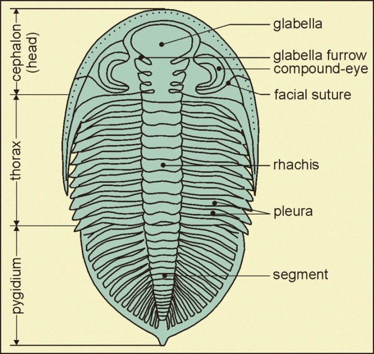 Trilobite How Long Ago