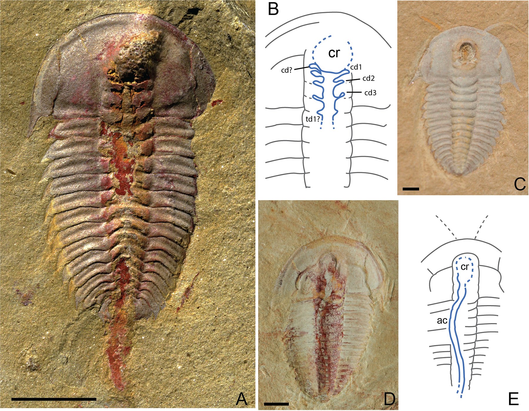 Trilobite Anatomy Scienceandsf A Blog Published By Robert A Lawler