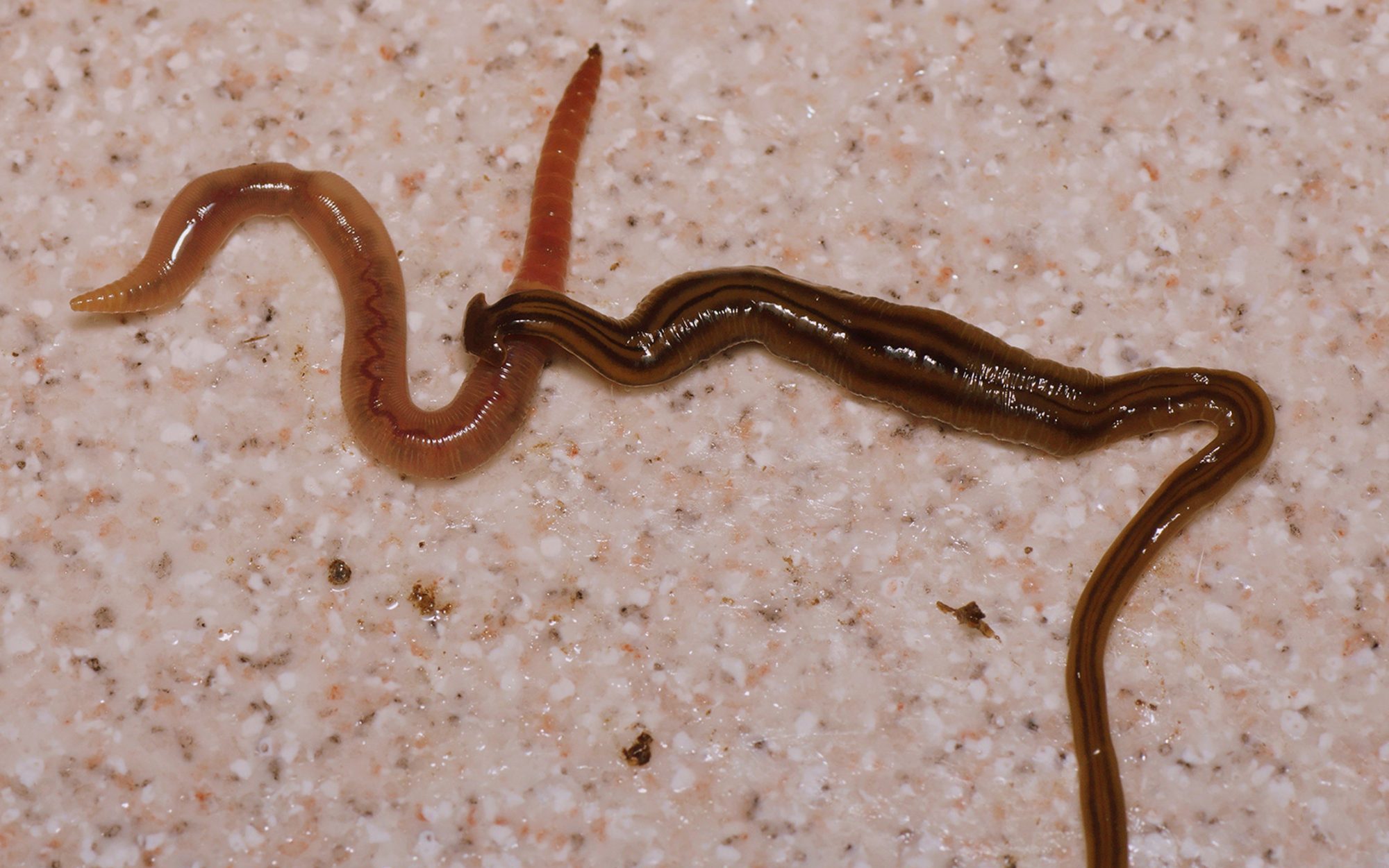 Giant Carnivorous Worms are Invading France. No, that’s not the Plot of ...