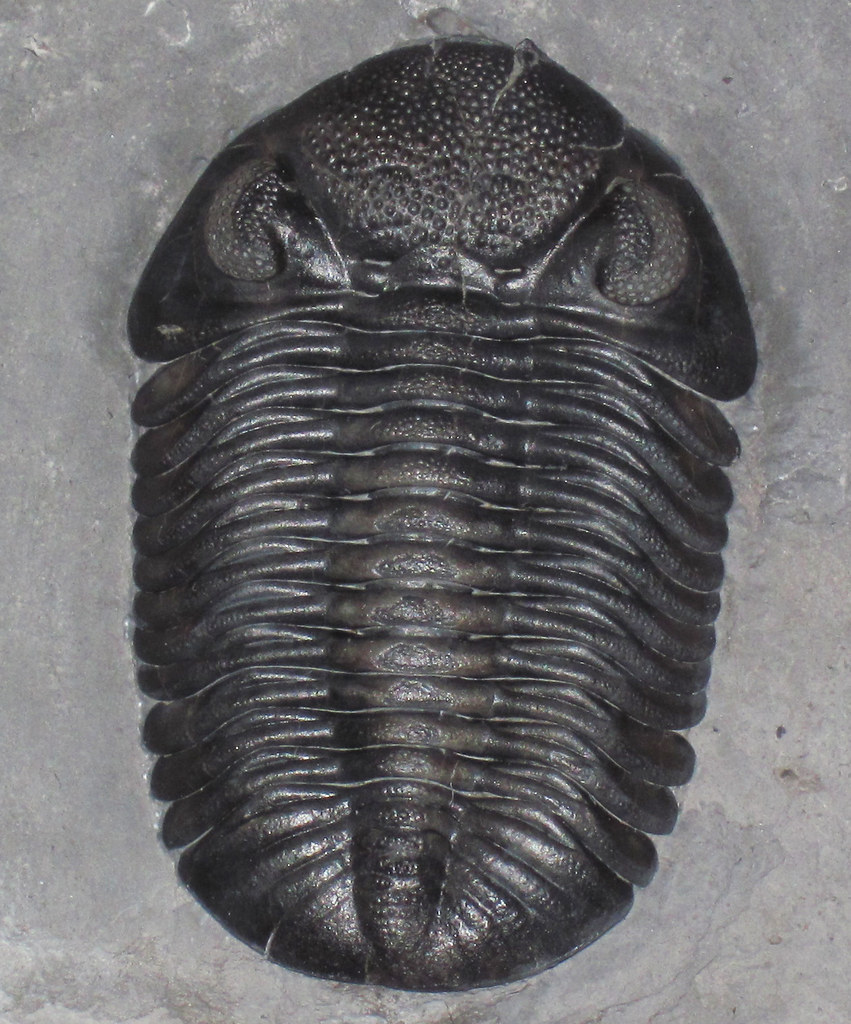 Paleontology News for August 2019: Special Trilobite edition – Scienceandsf  -A Blog Published by Robert A. Lawler