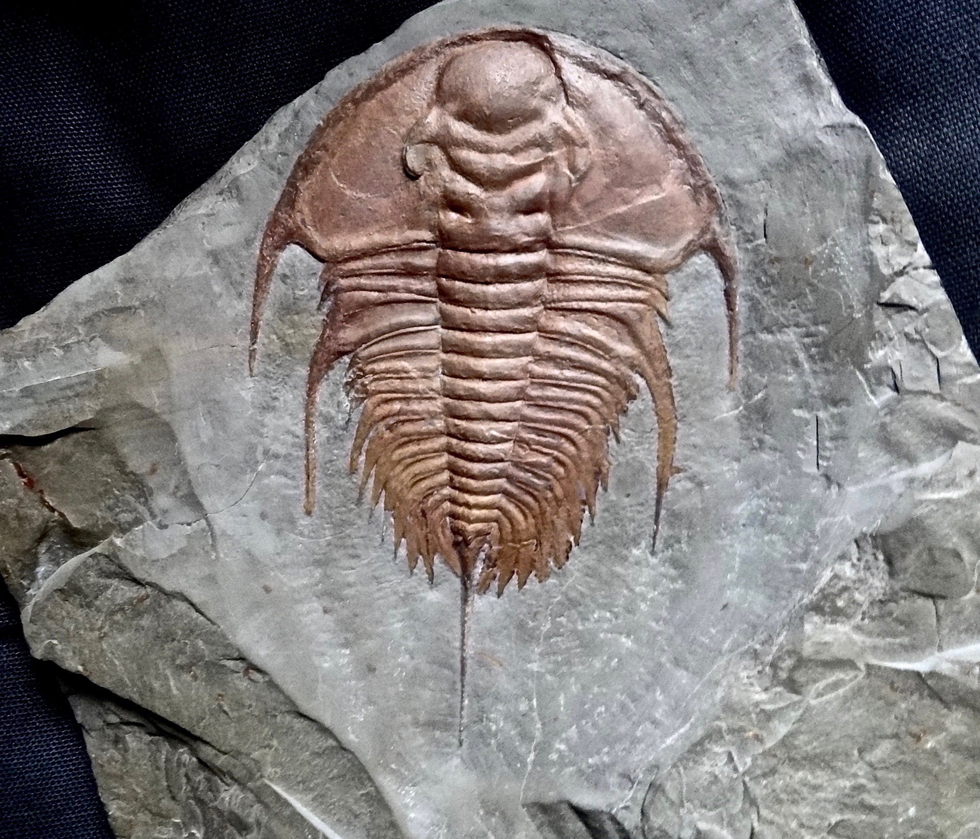 Trilobite Anatomy Scienceandsf A Blog Published By Robert A Lawler