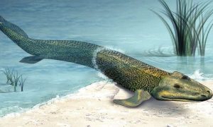 First Land Vertebrate – Scienceandsf -A Blog Published by Robert A. Lawler