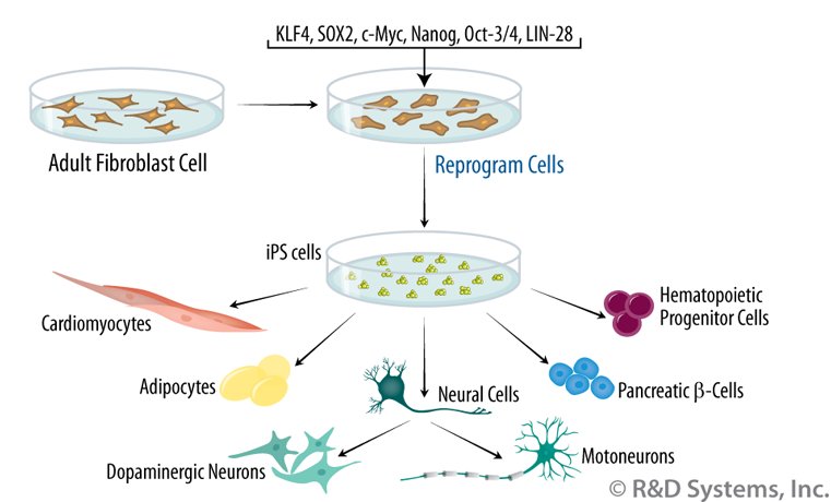 hspcs cells
