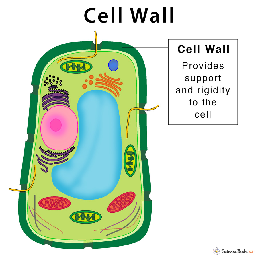 cell wall download